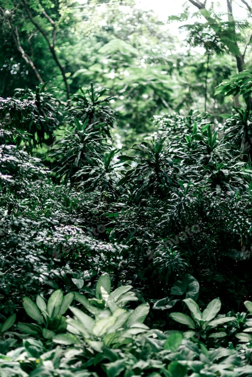 Aperçu: Save trees, save environment. Rainforest landscape.