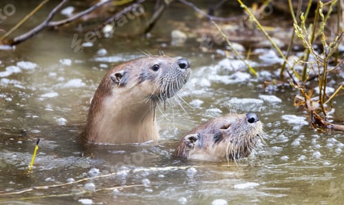 Preview: Otter swimming in a river. Grand Teton National Park