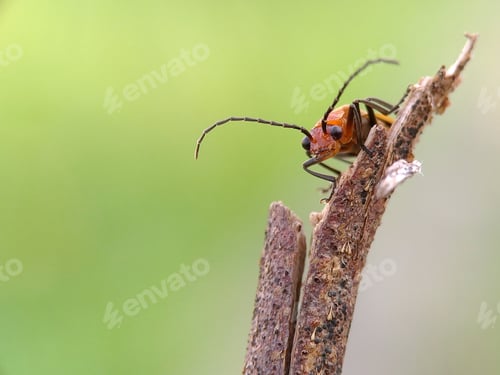 Preview: Soldier Beetles
