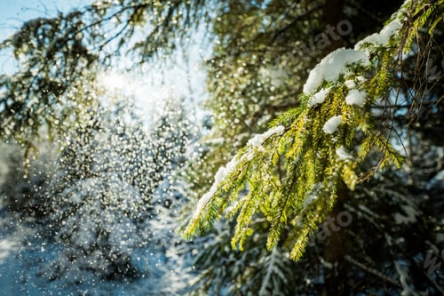 Preview: Trees under snow winter landscape with forest Beskidy Poland