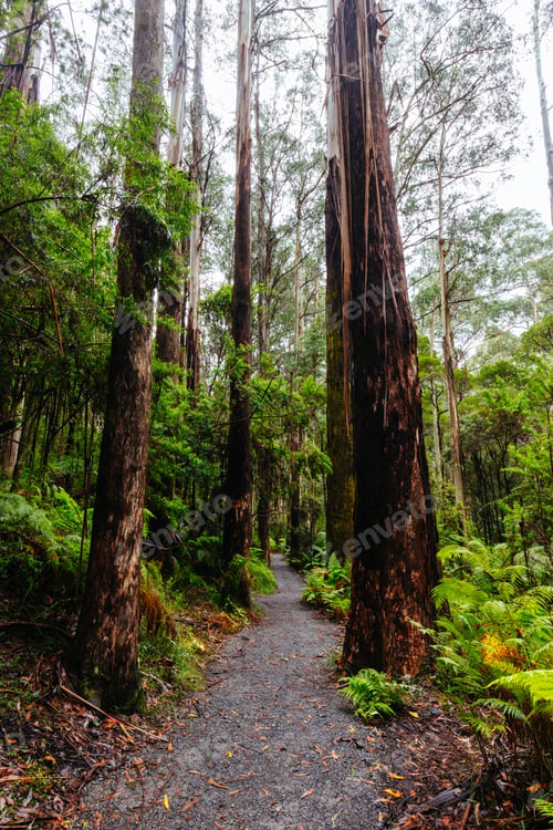 Preview: La La Falls in Warburton Australia