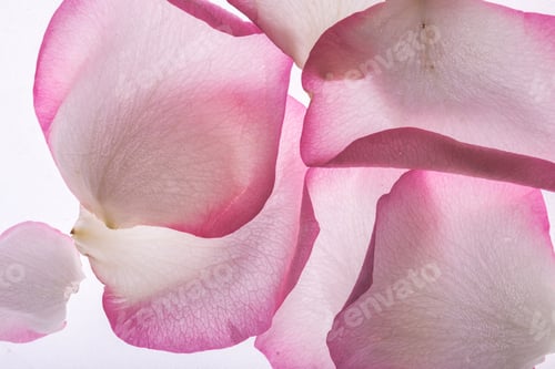 Preview: Pink Rose Petals Abstract Close-up on White
