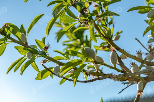 Preview: Almond tree branches