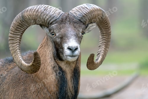 Preview: Closeup of a male European mouflon, Ovis aries musimon.