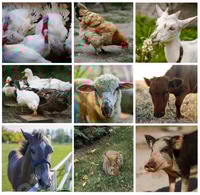 Preview: Collage of farm animals (rooster,cow, piglet, sheep, turkey, rabbit).
