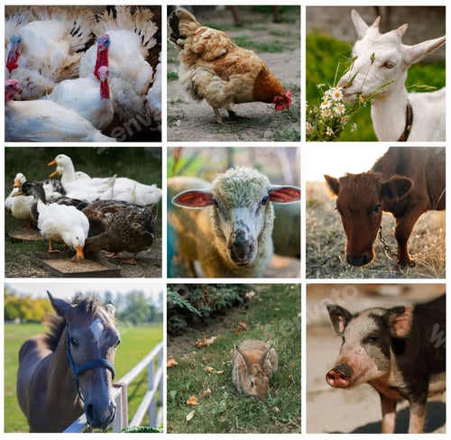 Preview: Collage of farm animals (rooster,cow, piglet, sheep, turkey, rabbit).