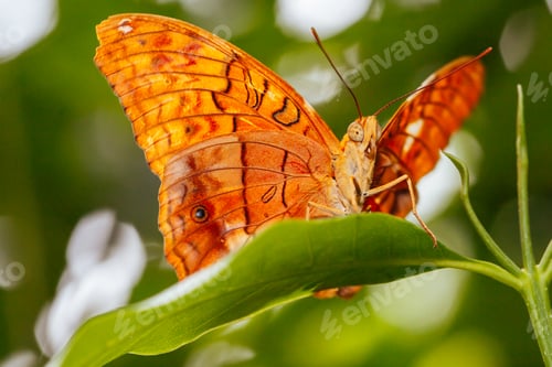Preview: Colorful Butterfly in Melbourne Australia