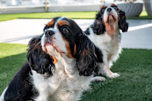Preview: Portrait of cute couple of black and white old dogs cavalier king Charles spaniel sitting outdoors