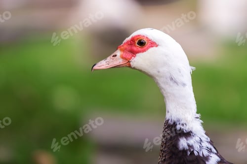 Preview: Big nice beautiful fattened black and white musk duck head on blurred light copy space background.