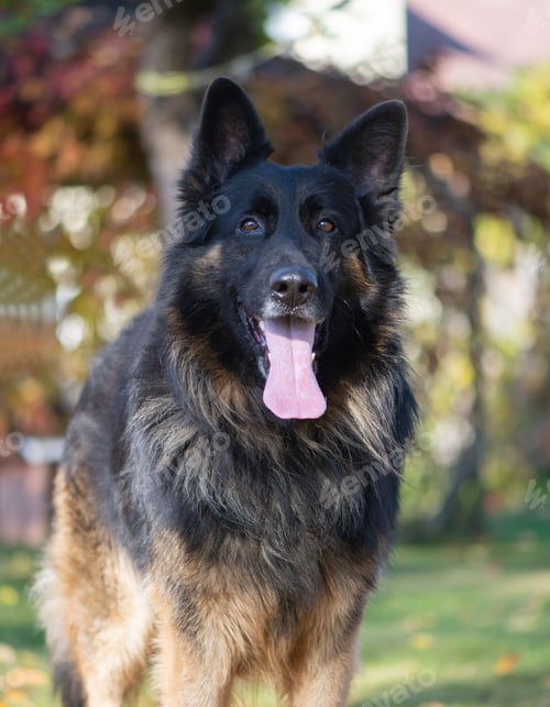 Preview: Close-up of a German Shepherd dog outdoors.