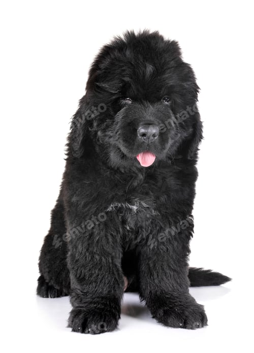 Preview: puppy newfoundland dog