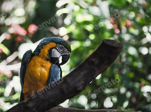 Preview: Colorful Macaw Perched on a Tree Branch