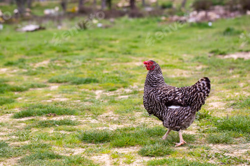 Preview: Black and white speckled chicken. Chicken walking in green grass in nature.
