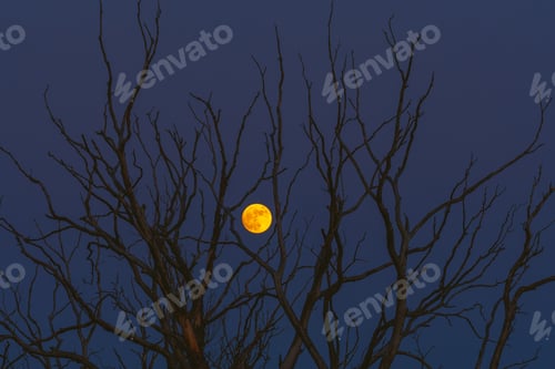 Preview: An Eerie Moonlit Night Unfolds Through the Bare Tree Branches in the Quiet Outdoors