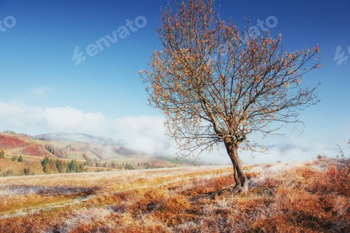 Preview: birch forest in sunny afternoon while autumn season. October mou