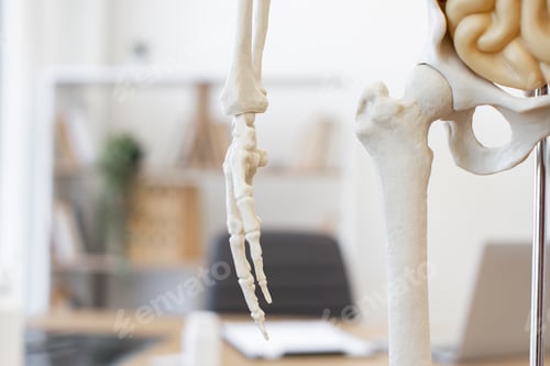 Preview: Human skeleton model in medical office setting