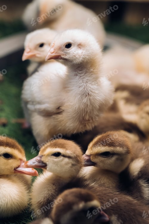 Preview: Little chickens and ducklings bask in the sun on the grass