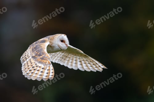 Preview: Beautiful barn owl during flight, Tyto alba