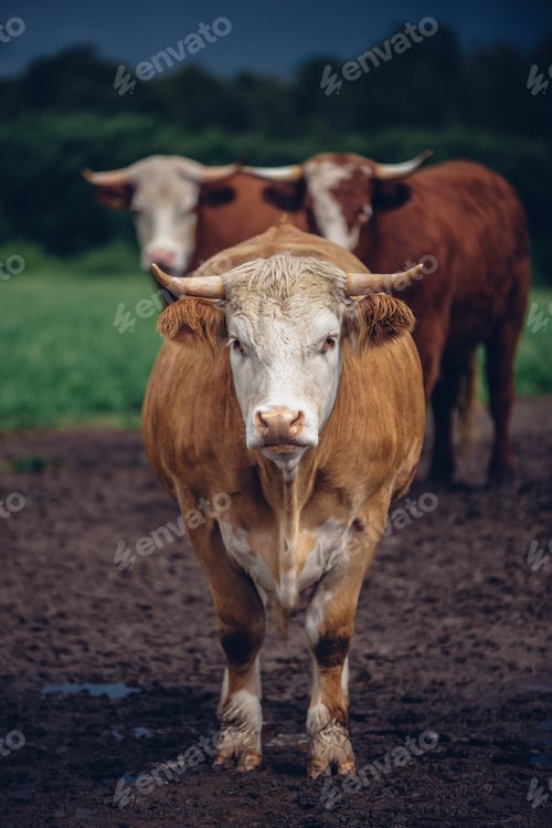 Preview: Vertical shot of a beige bull staring at the camera and two brown ones in the blurry background