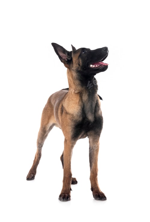 Preview: young malinois in studio
