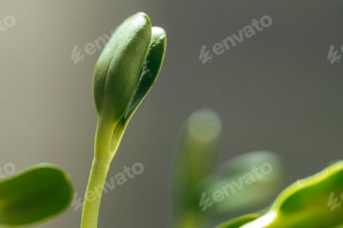 Preview: Close-up of young green sprouts of micro greens