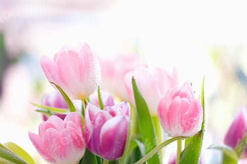 Preview: Fresh spring tulip flowers with water drops