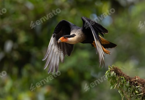 Preview: A Crested Caracara in the Rainforest