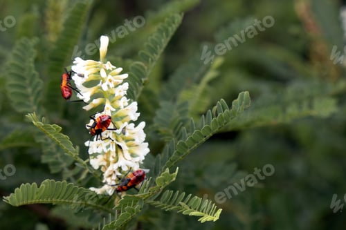 Preview: Astragalus, Flower, Plant, Pollinator