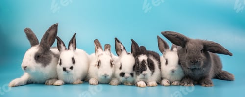 Preview: bunny Easter fluffy baby rabbit or new born rabbit