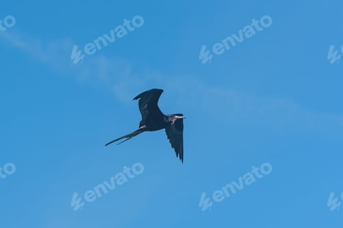 Preview: Great frigatebird, Fregata minor, seabird