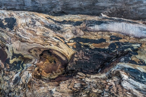 Preview: A Closeup Shot Of A Warped Driftwood Log.