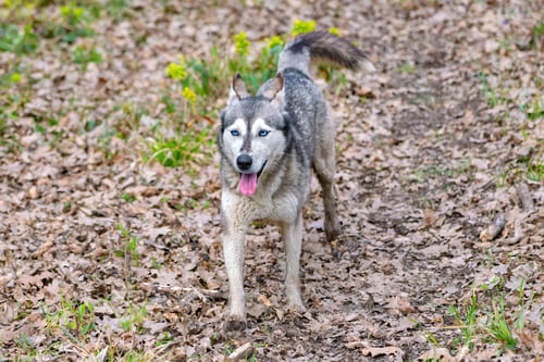 Preview: Husky dog walking in green spring forest