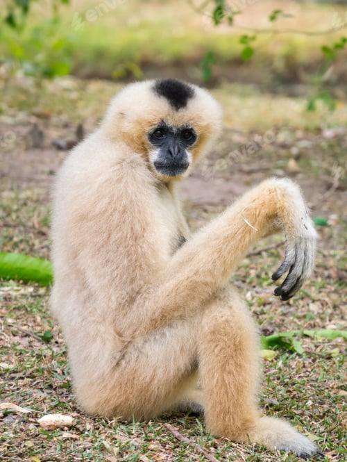 Preview: Gibbon pose