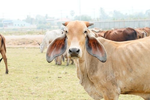 Preview: Cow in the green grass