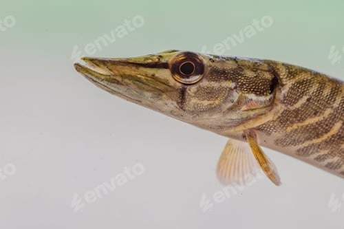 Preview: Northern Pike Fish Portrait underwater