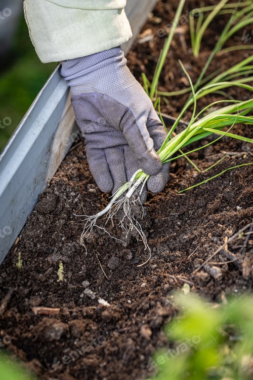 Preview: Gardener planting spring onions