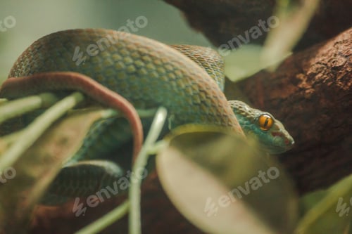 Preview: Mangrove pit viper is a venomous snake.