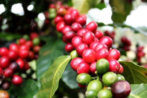 Preview: close up image of a tree with coffee beans growing on it