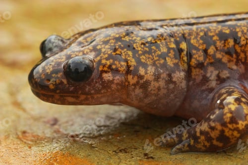 Preview: Closeup on a colorful Japanese Hida streamside salamander, Hynobius kimurae
