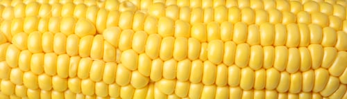 Preview: Fresh raw corn on whole background, close up