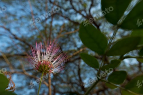 Preview: pink flower of big tree