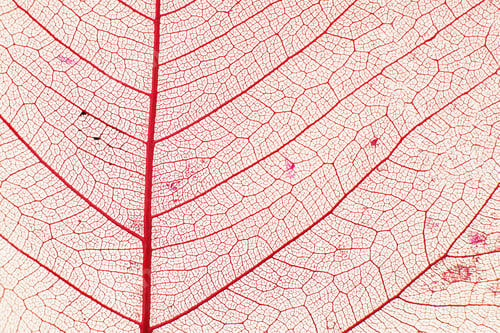 Preview: Macro photo of autumn foliage. pink leaf texture background