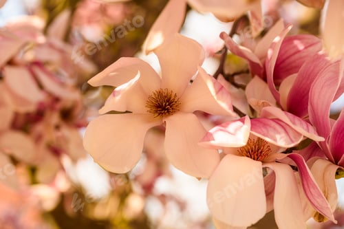 Preview: Pink Chinese magnolia flower tree