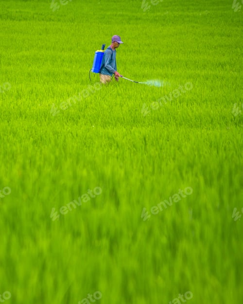 Preview: Beautiful morning view indonesia, Panorama Landscape paddy fields with beauty color and sky natural