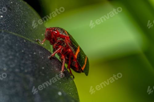 Preview: Macro shot of two-lined spittlebug - Prosapia bicincta, resting on a green leaf on blurry background