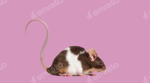 Preview: Brown and white fancy mouse on pink background