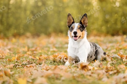 Preview: Border Collie Dog lying on grass with fallen leaves, looking at the camera. Autumn. Fall season