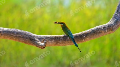Preview: A bee-eater bird feeds on a wasp while perched against a soft green grassland background in Yala