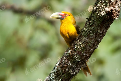 Preview: toucan, bird, colours, tropics