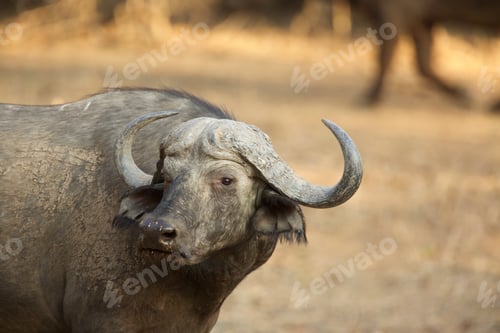 Preview: African buffalo (Syncerus caffer), Mana Pools, Zimbabwe, Africa.